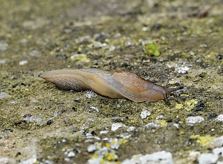 Milacidae di Pantelleria